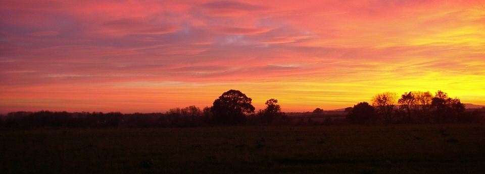 Orchards sunset