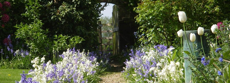 Bluebells at The Orchards School of Cookery